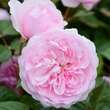 Rose 'Olivia Rose Austin': Bild 6/12