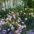 Rose 'Olivia Rose Austin': Bild 8/12