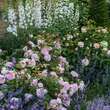 Rose 'Olivia Rose Austin': Bild 6/10