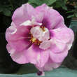 Rose 'Eyes For You': Bild 4/8