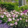 Rose 'Olivia Rose Austin': Bild 10/12