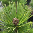 Pinus heldreichii 'Little Dracula': Bild 1/2