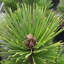 Pinus heldreichii 'Little Dracula' - Zwerg-Schlangenhautkiefer