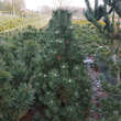 Pinus mugo 'Columbo': Bild 1/1