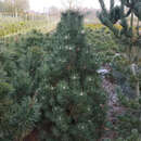 Pinus mugo 'Columbo' - Kegel-Bergkiefer