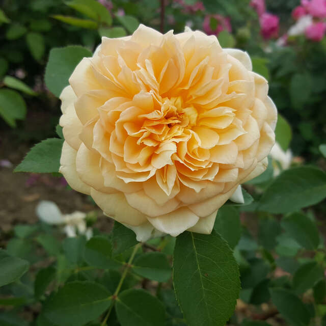 Englische Rosen Vom Gärtner mit Anwuchsgarantie kaufen rasche Lieferung