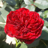 Rose 'Admiral' - Edelrose