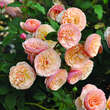 Rose 'Evelin Wild': Bild 1/1