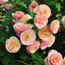 Rose 'Eveline Wild' - Essbare Rose, Beetrose