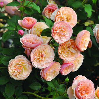 Rose 'Evelin Wild'