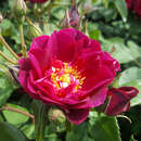 Englische Strauchrose - Rose 'Cardinal Hume'