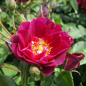 Englische Strauchrose - Rose 'Cardinal Hume'