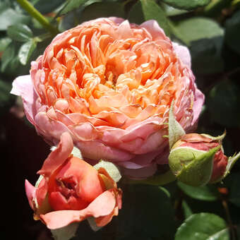 Edelrose - Rose 'Eisvogel'