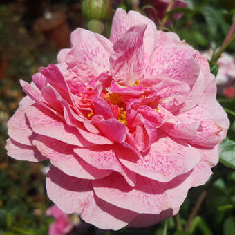 Rose 'Camelot'