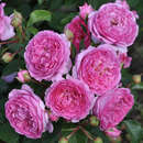 Rose 'Renee van Wegberg' - Essbare Rose