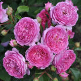 Rose 'Renee van Wegberg' - Essbare Rose, Beetrose