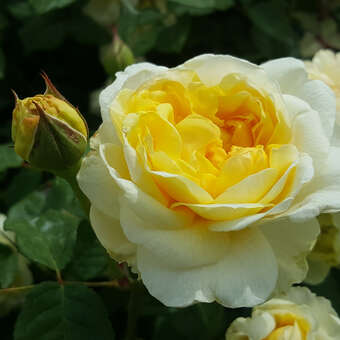 Rose 'The Poet's Wife'