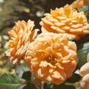 Rose 'Apricot Clementine' - Zwergrose