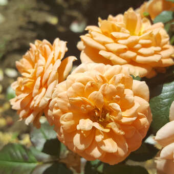 Zwergrose - Rose 'Apricot Clementine'