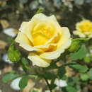 Rose 'House Beautiful' - Englische Zwergrose