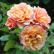 Rose 'Aloha': Bild 1/6