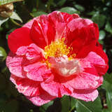 Rose 'Rachel Louise Moran' - Edelrose