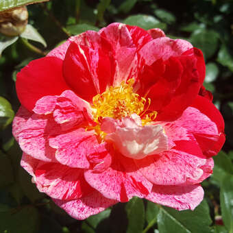 Rose 'Rachel Louise Moran'