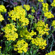 Alyssum montanum 'Berggold': Bild 2/3