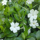 Vinca minor 'Alba' - Immergrün