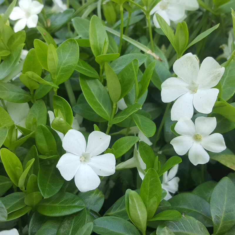 Vinca Minor – Immergrün Staude Im 9-cm-Topf – Blauer Bodendecker Für Halbschatten/Schatten