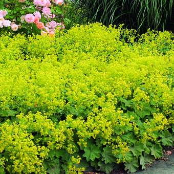 Alchemilla mollis