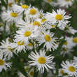 Boltonia asteroides 'Snowbank': Bild 1/3