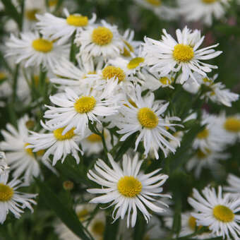 Boltonia asteroides 'Snowbank'