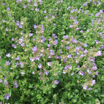 Chaenorhinum origanifolium 'Blue Dream'