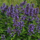 Kubanische Katzenminze - Nepeta kubanica