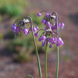 Allium cernuum - Nickender Lauch