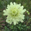 Cephalaria gigantea - Giraffenskabiose