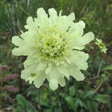 Cephalaria gigantea - Schuppenkopf, Giraffenskabiose