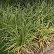 Carex morrowii 'Ice Dance': Bild 2/5