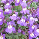 Cymbalaria pallida - Zimbelkraut