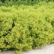 Alchemilla mollis: Bild 9/10