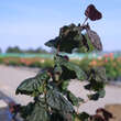 Corylus avellana 'Red Majestic': Bild 2/6