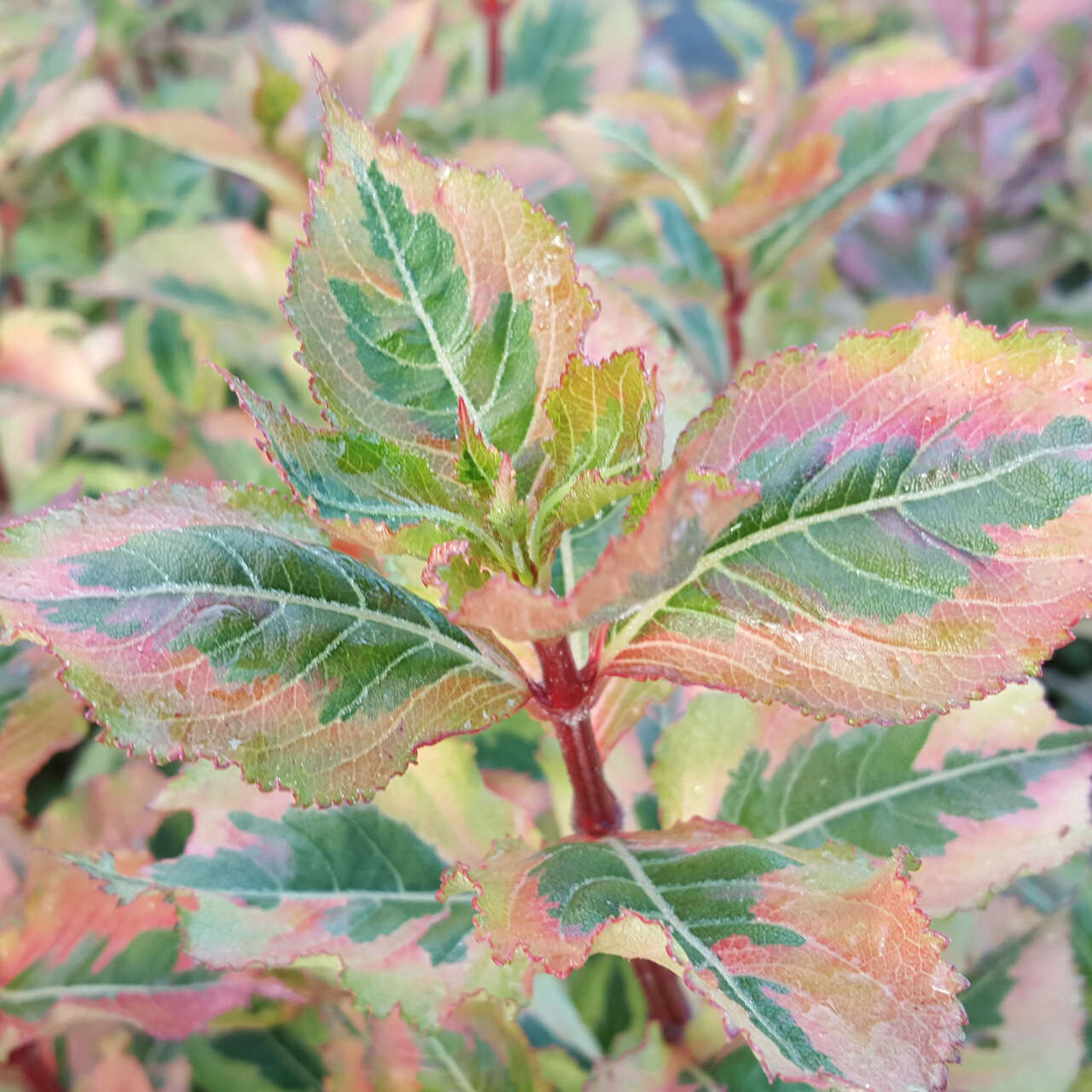 Weigelie rosa Weigela 'Magical Rainbow' rosa