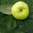 Cydalus (Cydonia oblonga x Malus sylvestris): Bild 4/4