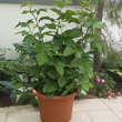 Rubus frut. 'Little Black Prince': Bild 2/2