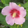 Hibiscus syr. 'Resi': Bild 3/3