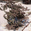 Corylus avellana 'Red Majestic': Bild 4/6