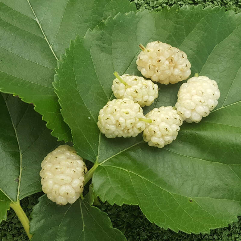 Weissfruchtige Maulbeere Morus Alba White Candy