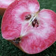 Malus dom. 'Roter Mond': Bild 2/3