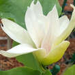 Magnolia 'Sunsation': Bild 2/2
